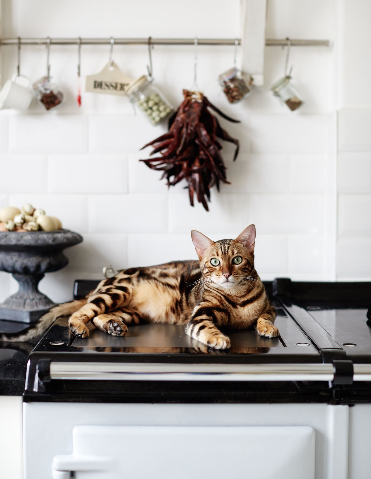 The ultimate cleaning supply checklist for pet owners | Homes & Gardens