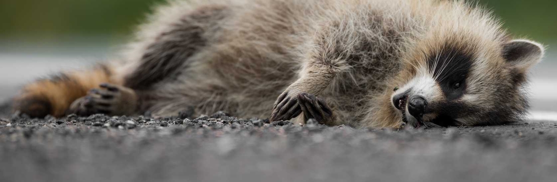 Happy Dead Animal Removal Sydney Cover Image