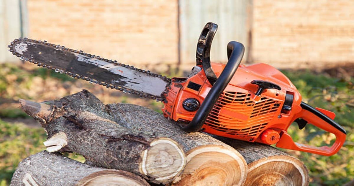 Tree Service Buffalo NY: Seasonal Tree Care Tips for Buffalo Homeowners - Branch Specialists Tree Service Buffalo NY