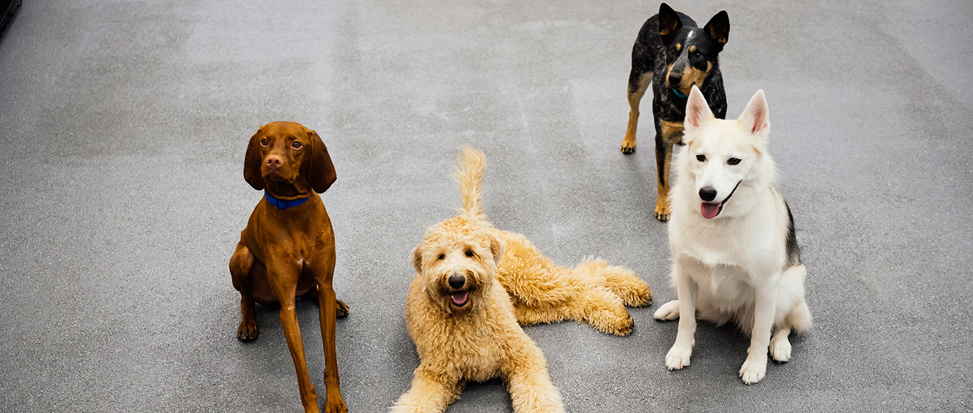 Dog Daycare, Boarding, Grooming & Spa | Dogtopia