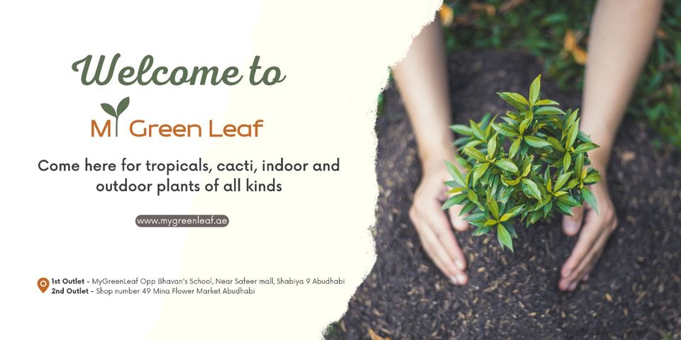 My Green Leaf Cover Image