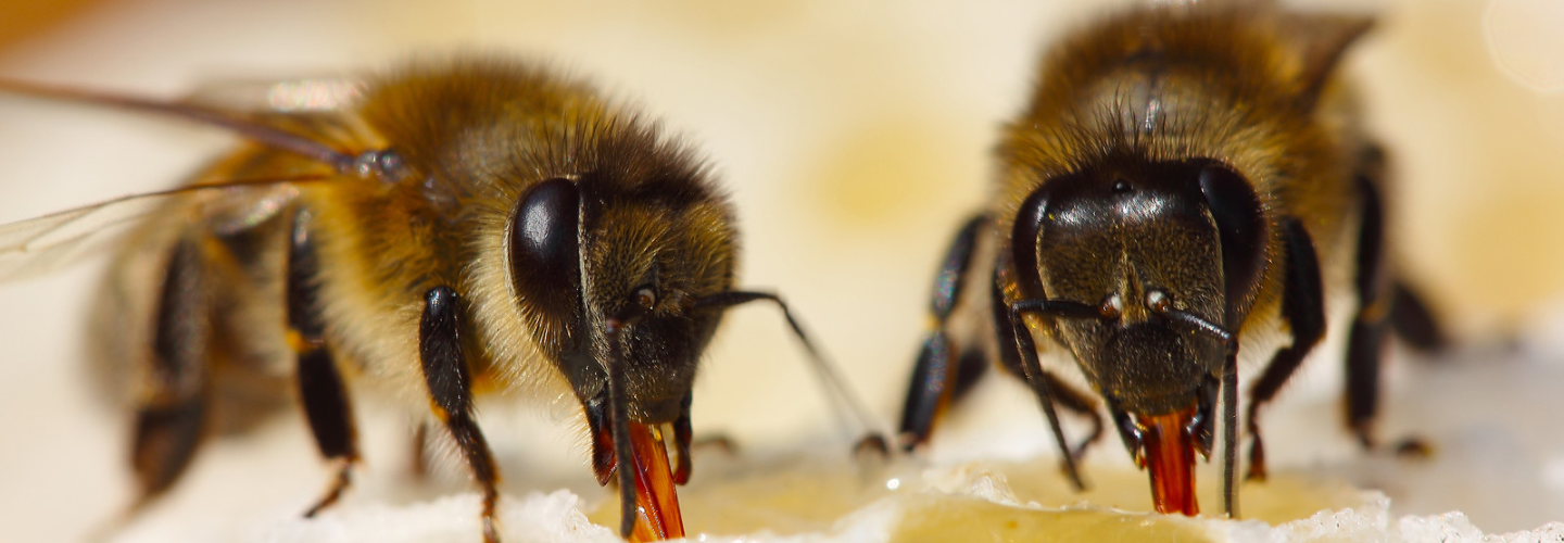 City Wide Bee Removal Brisbane Cover Image