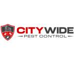 City Wide Bee Removal Brisbane Profile Picture