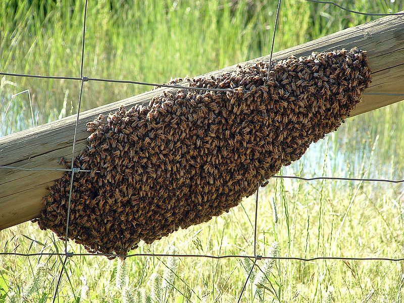 City Wide Bee Control Melbourne Cover Image