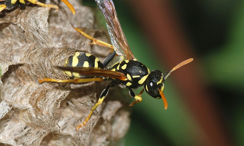 City Wide Wasp Exterminator Gold Coast Cover Image