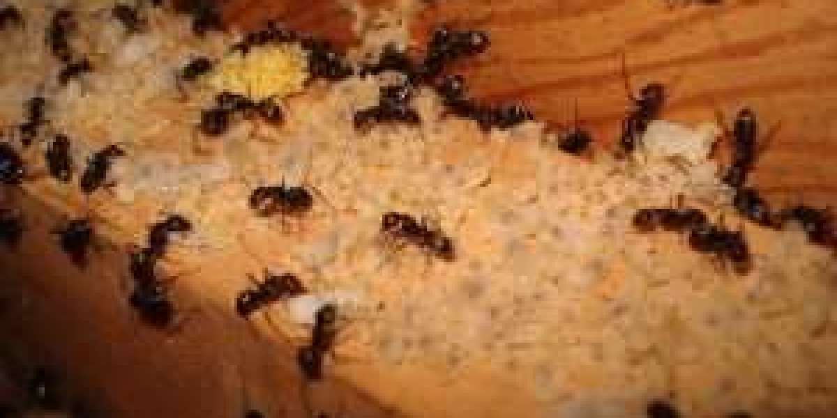 Preventing Ant Infestations: Melbourne’s Best Pest Control Strategies