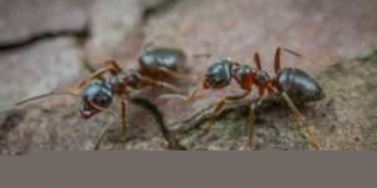 Get Rid of Ants Fast with Melbourne’s Leading Pest Control Team