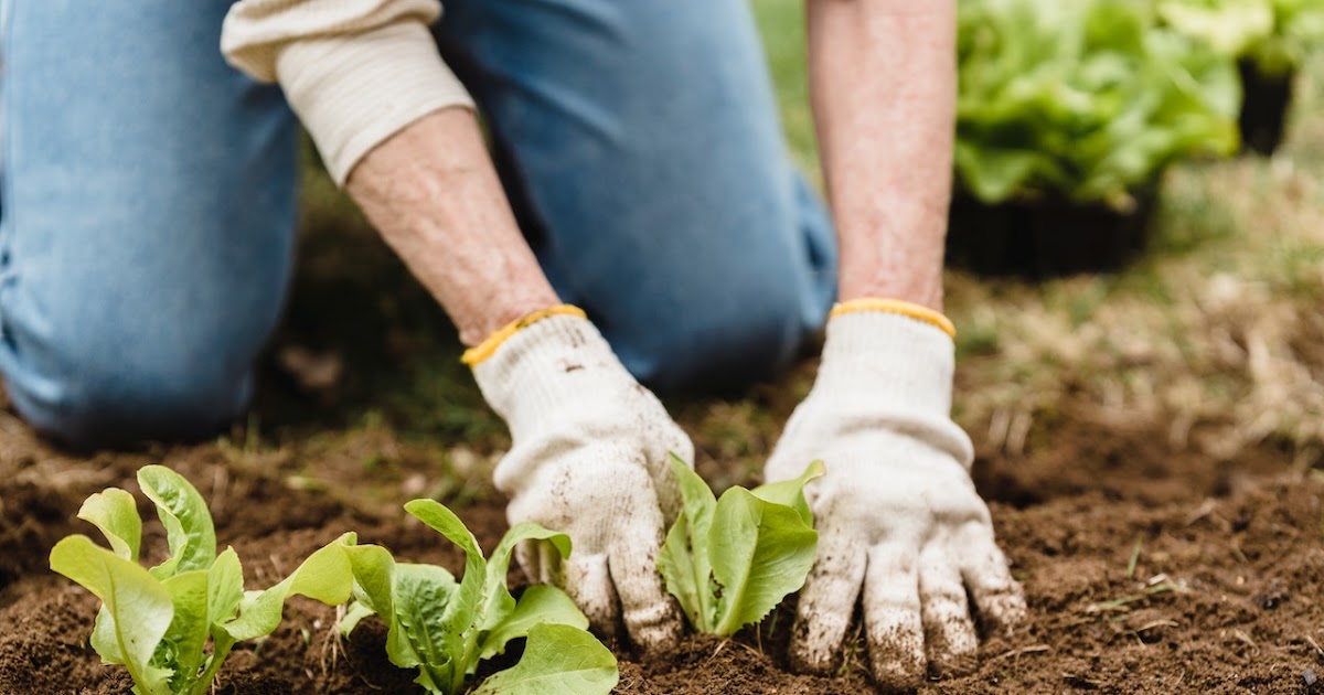 Breaking Down the Benefits of Organic Fertilizer for Home Gardeners