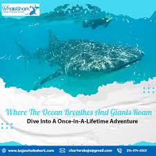 The Adventure Of Meeting Whale Sharks Goes Deep In Both La Paz And Cabo | by bajawhaleshark | Sociomix