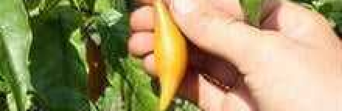 Iboga Tree Healing House Cover Image