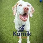 Karnik Pet Lodge at Maple Village Profile Picture