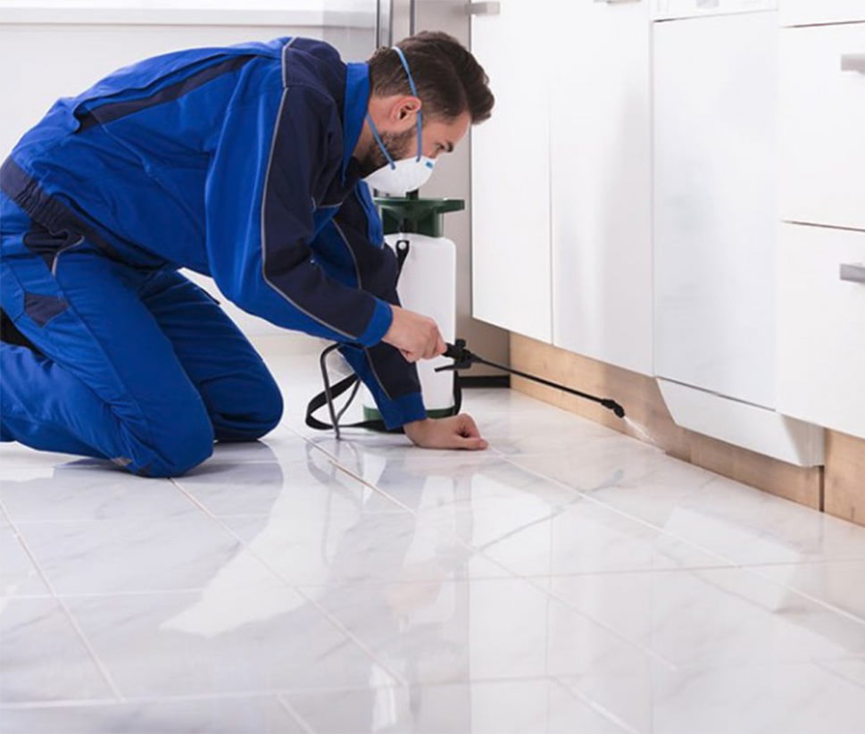 Pest Control Camberwell | Pest Control Expert in Melbourne