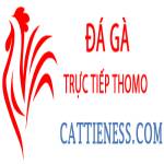 Đá Gà Trực Tiếp Thomo Profile Picture