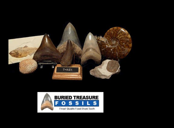 Dinosaur Teeth & Fossils for Sale | Buried Treasure Fossils
