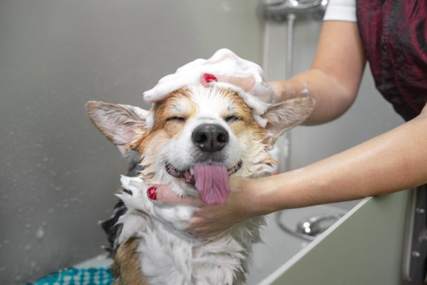 Ultimate Guide for Puppy Grooming: Keeping Your Fur Baby Fresh Article - ArticleTed -  News and Articles
