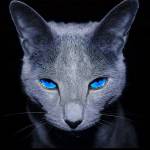 Brodie Gordon Profile Picture