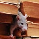 Dan Carter Profile Picture